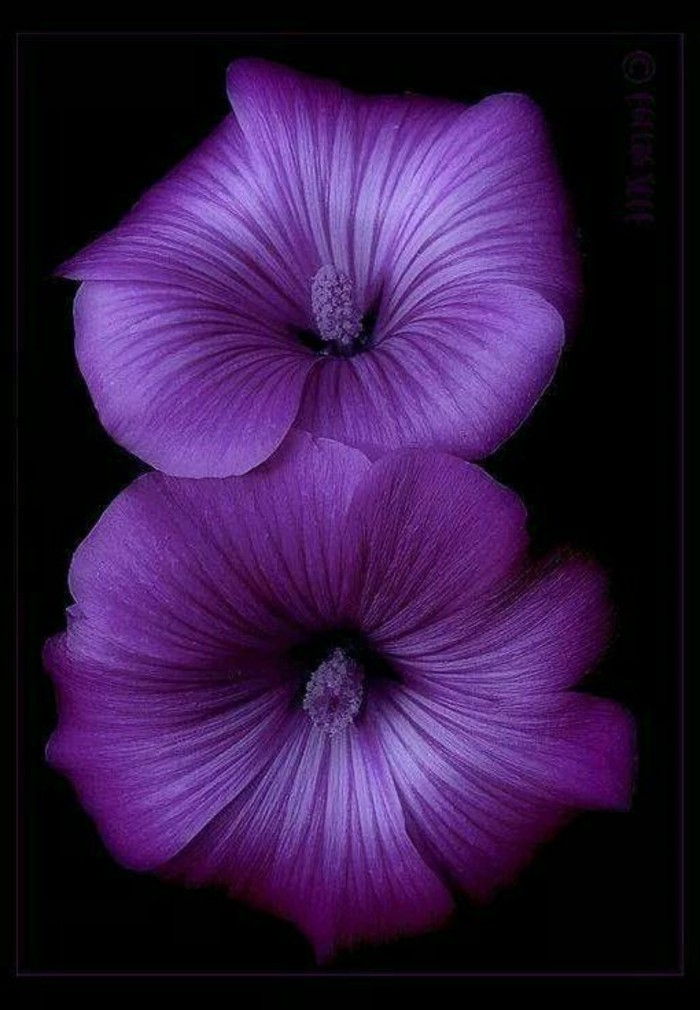 fascinant-violet-floare-profesionale fotografie
