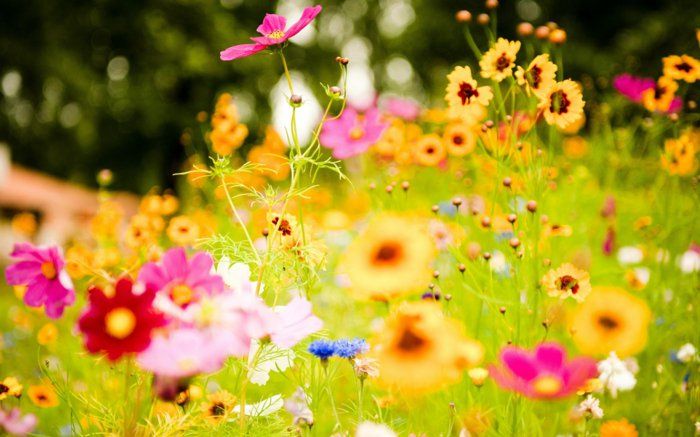 affascinante Foto di fiori colorati