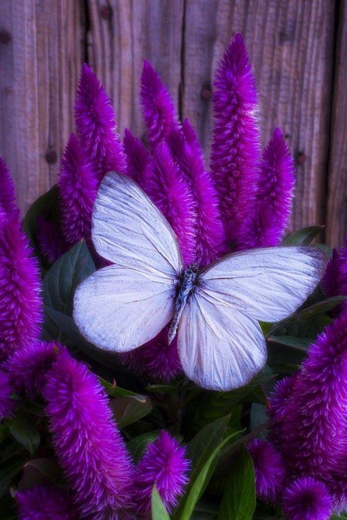 foto-de-alb-fluture-la-înflorite fascinant violet-celosia