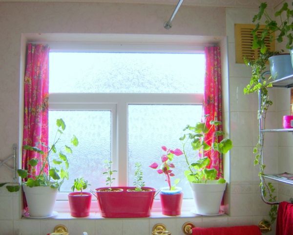 Fönster med cyklamen gardiner och blommor i krukor