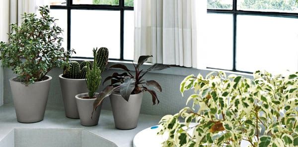 Fensterdeko-fjäder vacker-grön-växt-in-badrum