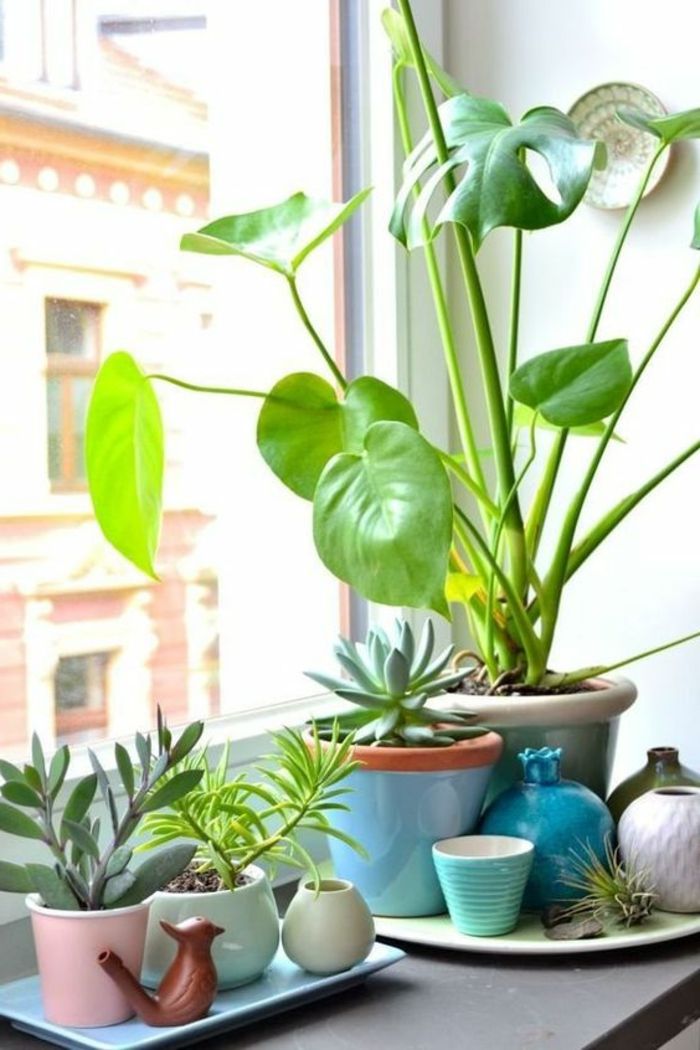 Kamerplanten versieren het raam als zomerdecoratie