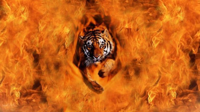foc-tapet-un-tigru