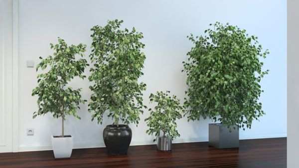 Ficus benjamina-labai-paprasta-Care-augalų kamščius-namų-keturių