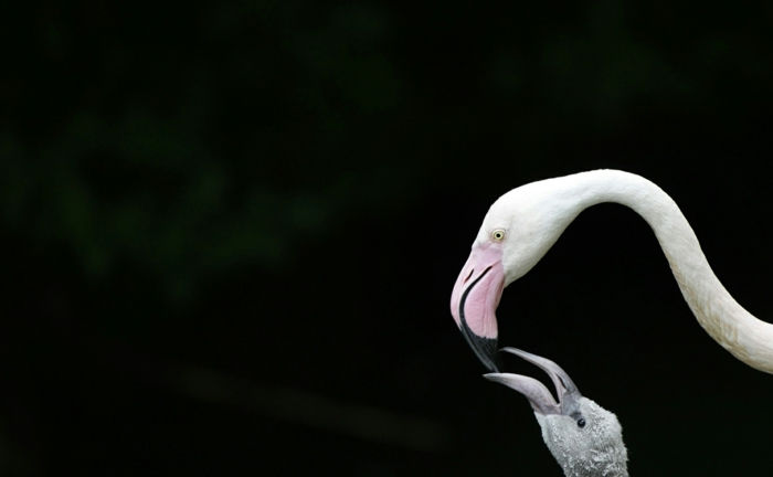 Flamingo's moeder en baby, moederliefde in het vogelrijk, schattige baby dieren met hun ouders