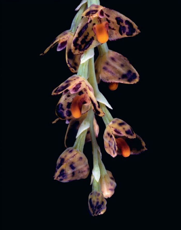 barvnega Orhideen vrstno črno ozadje