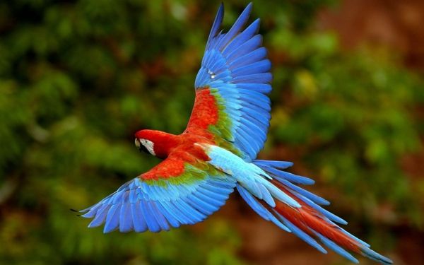 Letenje Parrot Colorful Parrot-papige ozadje papiga ozadje