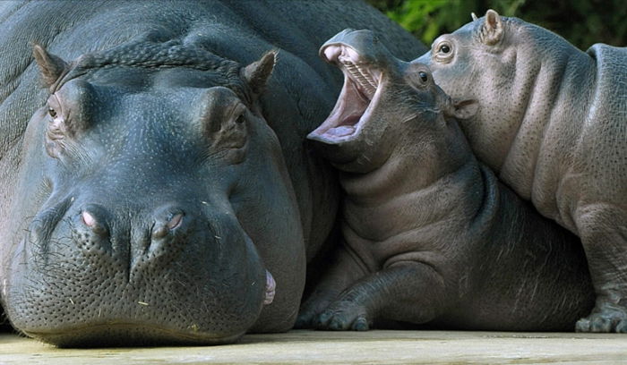 Hipopótamo mãe e dois bebês, ótimas fotos de animais, filhotes de animais com seus pais, amor paternal no reino animal
