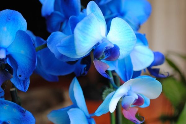 foto-a-blue-orchidee-BloemenDeco Wedding Decor-ideeën