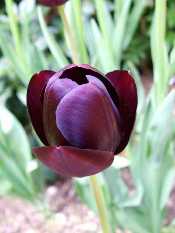 foto-of-a-labai-gražus-juoda-tulpė