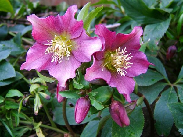cor primavera florida helleborus-rosa