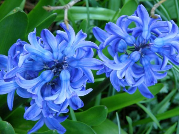 vårblomst-Hyacinth planter og blå-blomst