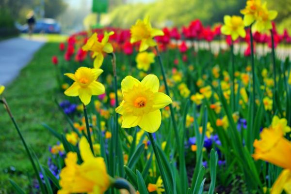 primavera florida narcisos-planta-amarelo-flor