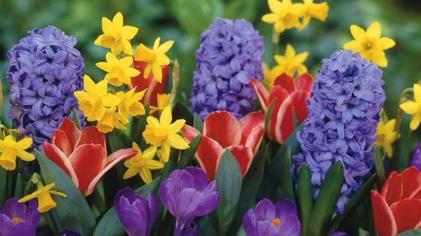 flores da primavera colorida Full Color
