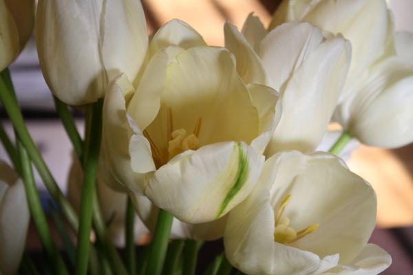 Francusko-podjęta-tulipan-w-białym kolorze-foto-of-the bliskiego nadajnika