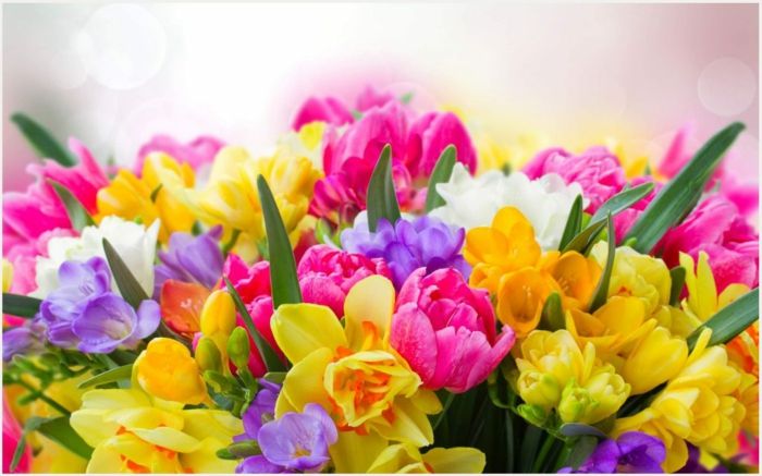 lepe spomladanske rože, tulipani, frezije in narcise v različnih odtenkih