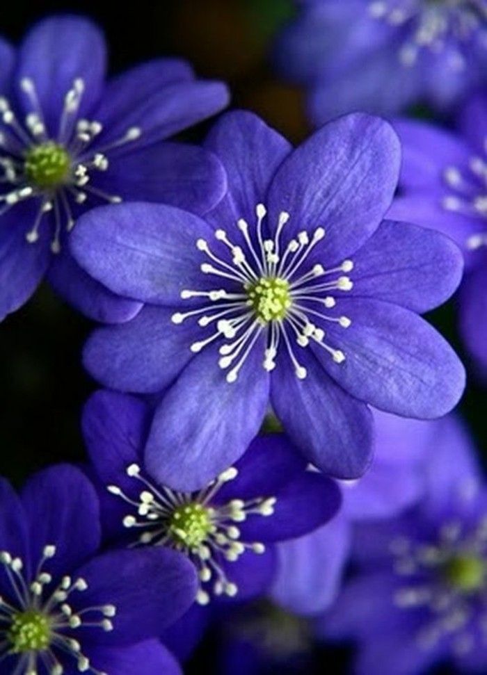 proaspete de primavara flori-in-culoare violet