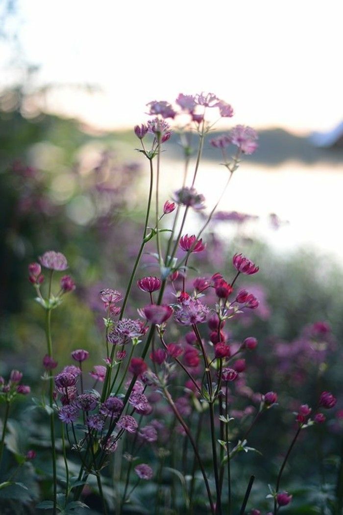 flori-in-roz-violet și-proaspete de primăvară nuanțe