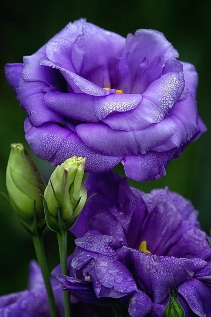 flori-cu-frumos-violet proaspete de primăvară culoare