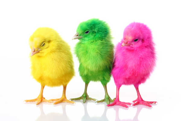 god-påsk-tre-färgrik-kyckling-super söt och cool bild