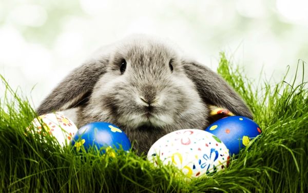 lycklig påsk-en-cool-kanin-super söt och cool bild