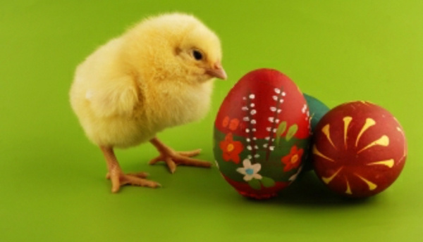 glad påsk kyckling och ägg super söt och cool bild