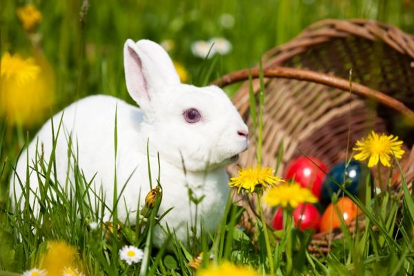 snygg-påsk-kanin-skulptur-ägg-korg-gräs-super söt och cool bild