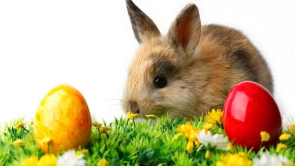god-påsk-kanin-och-färgrik-ägg-super söt och cool bild