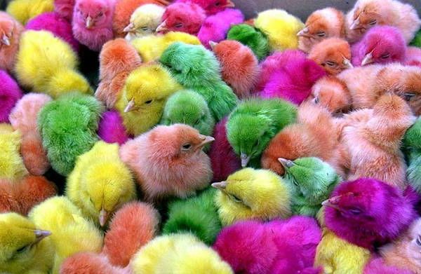 happy-easter-många färgglada-Hühnchen