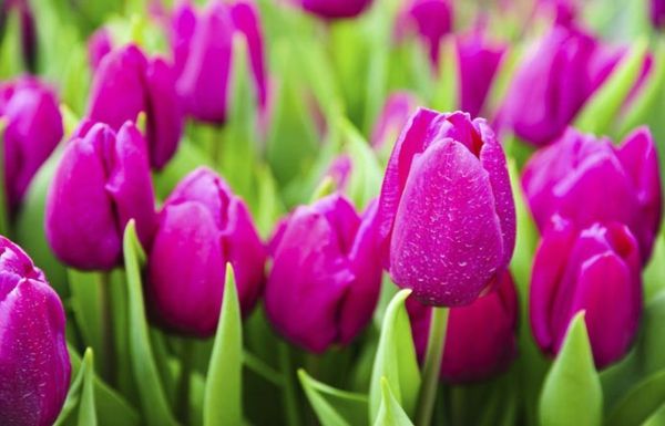 Tulip-the-buy-tulipan-tulipan-in-amsterdam-tulipan tapet fruehlingsblume tapet tulipan-planting
