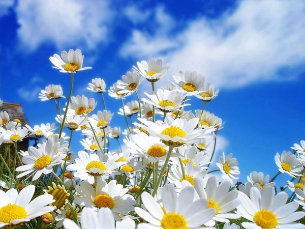 daisy-branco-e-amarelo-bonita-flor mola