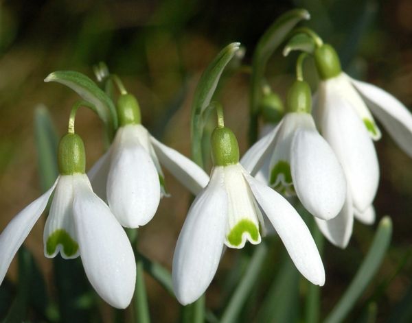 Galanthus nivalis-Amaryllis-zăpadă-alb-floare-pentru plante