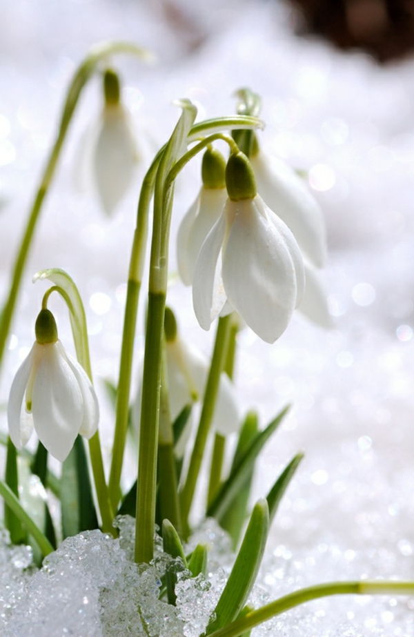--galanthus-nivalis Amaryllis-zăpadă-alb-floare-plantare
