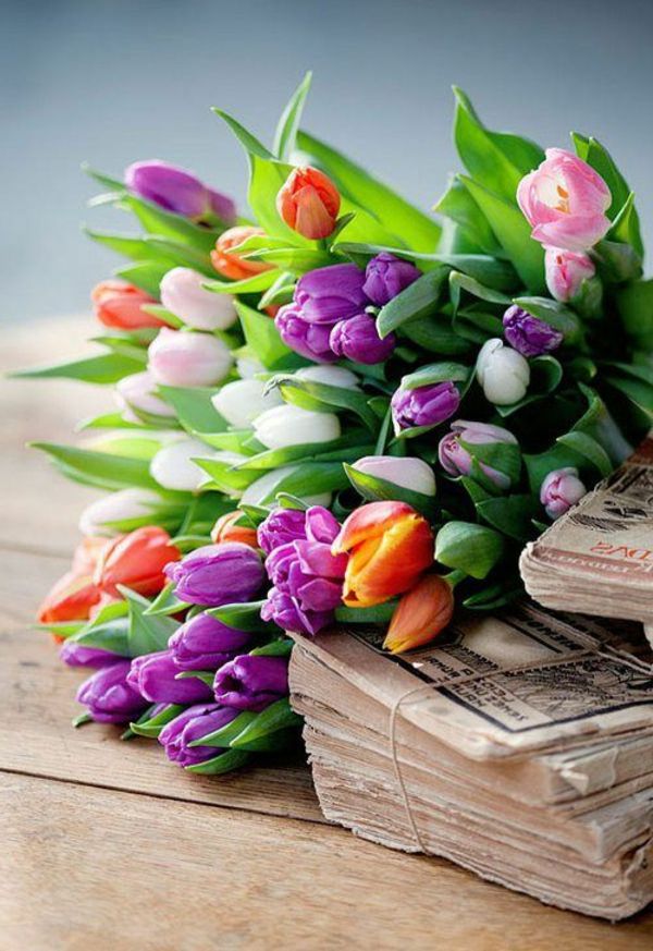 år-vakre tapeter tulipan-plante tulipaner-the-buy-tulipan-tulipan-in-amsterdam-tulipan tapet