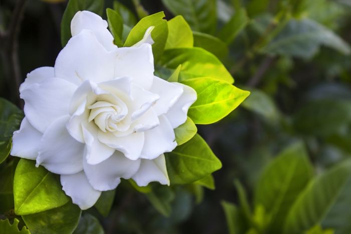 Rastlina gardenia in skrbno, cvetne vrste od A do Z, velika, bela roža