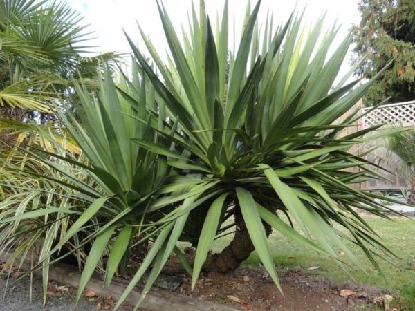 trädgårdsdesign yucca-växter trädgårdsväxter-palmer-deco-by-the-garden