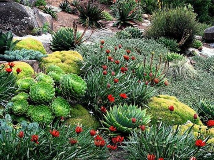 projektowanie ogrodu pomysły-Alpineum-naturalny kamień-czerwone kwiaty, kaktusy