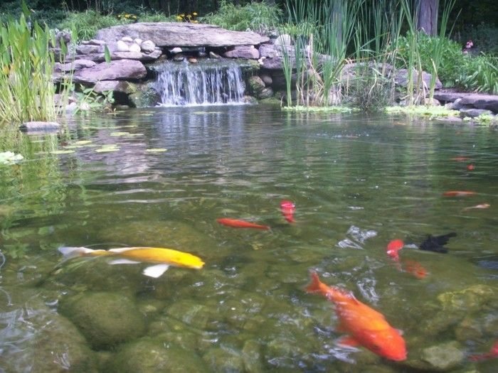 Gartenteich vytvoriť vytvoriť s-fish-a-záhradné pond-