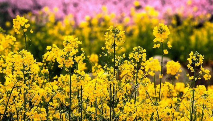 Żółty kwiat na start-of-wiosny