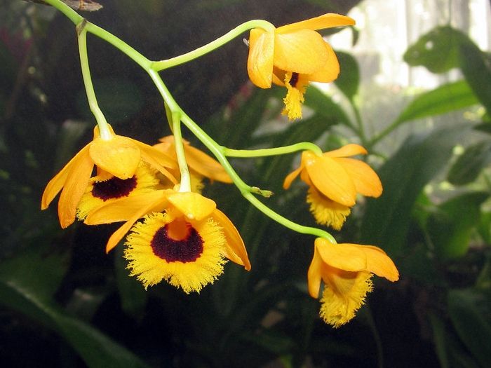 specii galben-Orhideen