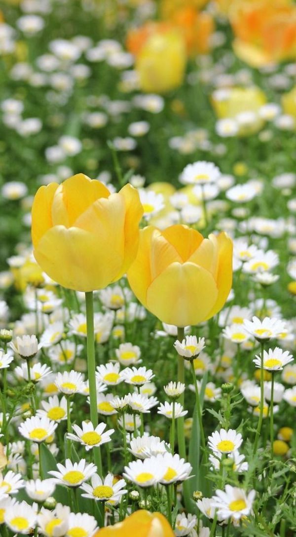 amarelo-tulipa-plantio-a-tulipa-tulipa