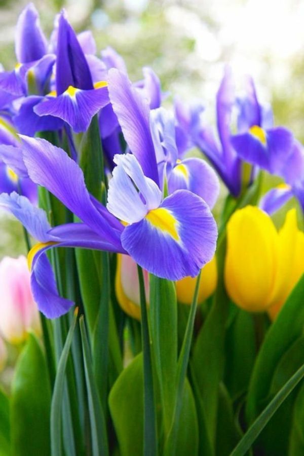 --- gul tulipan-plante-the-tulipan-tulipan