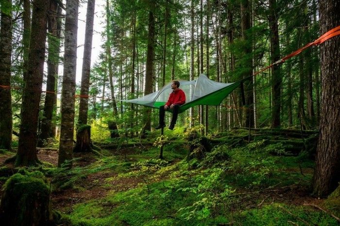 nyt-det-the-grønn-the-wild-skogene-en-grønn-tre isolert med