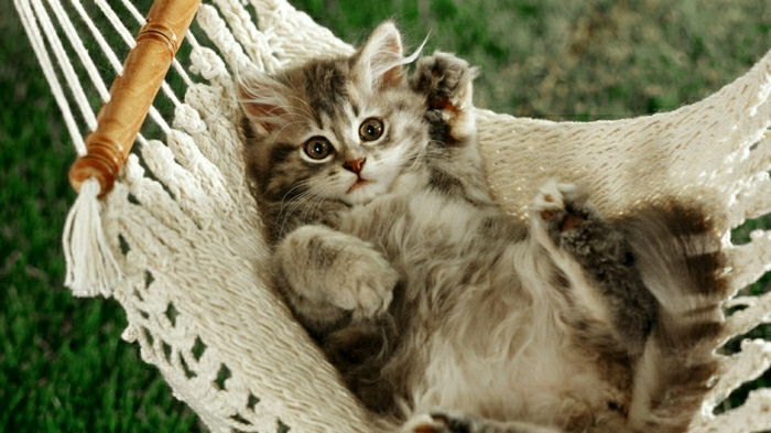 pletena viseča mreža-za-Cat eleganten, udoben Kittens