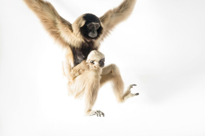 søt gibbons mor og baby, søte babydyr med foreldrene sine - flotte bilder