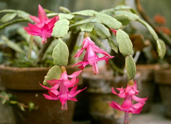 membros cactus-floração planta de casa-de-rosa-flor