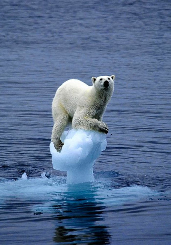pasaulinio atšilimo-Polar-dar-A-liūdna priėmimo