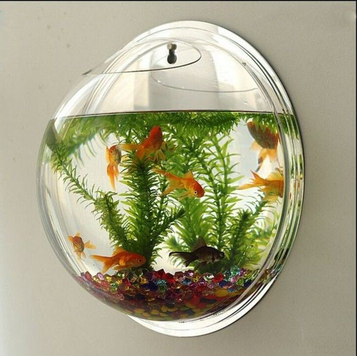 zlata ribica-akvarij-naprava-akvarij-deco-večbarvni-kamni-vodne rastline