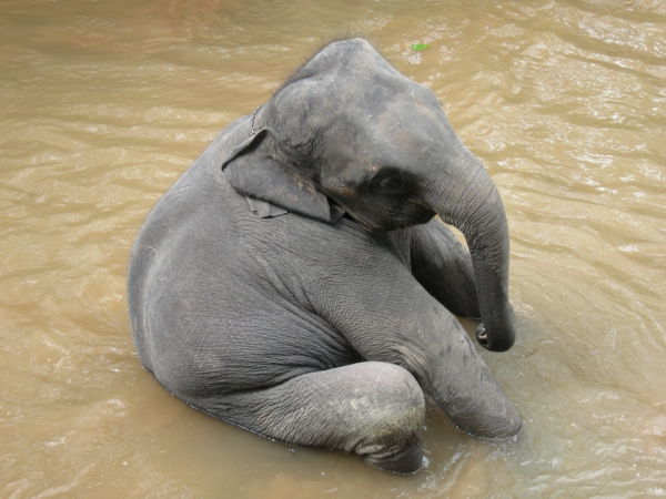 foto dolce di un elefantino nell'acqua