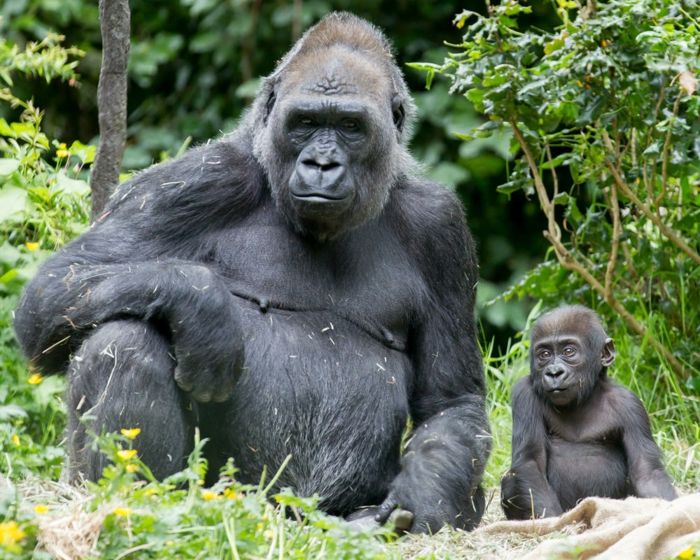 Gorillas mor og baby, søt dyr baby, foreldre kjærlighet i dyreriket, vakre dyr bilder